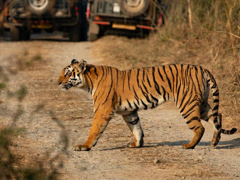 Jim Corbett Weekend Special