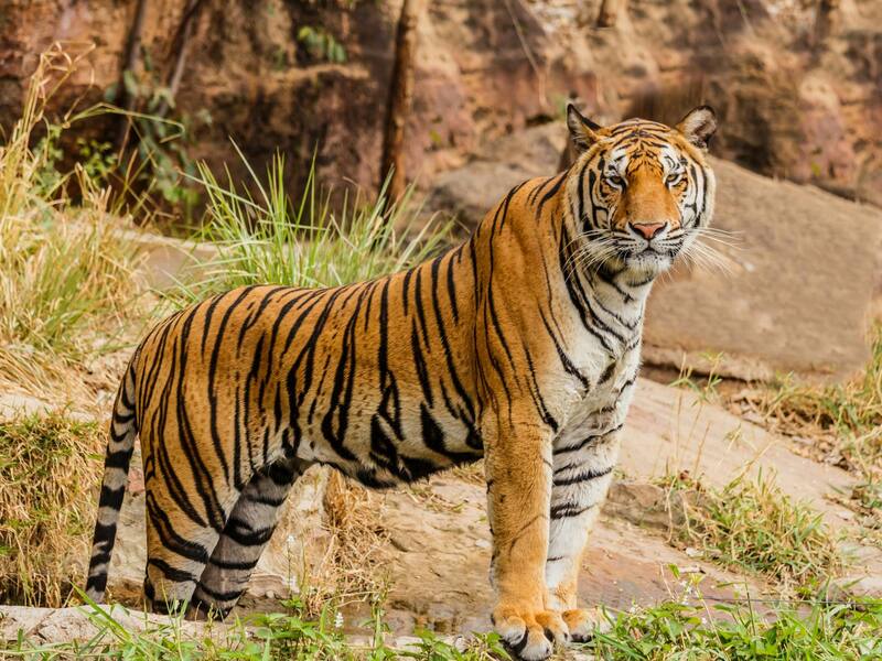 Rajasthan Mewar With Ranthambore