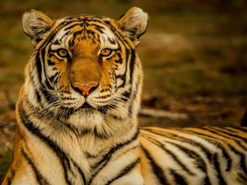 Ranthambhore Weekend Getaway Tour