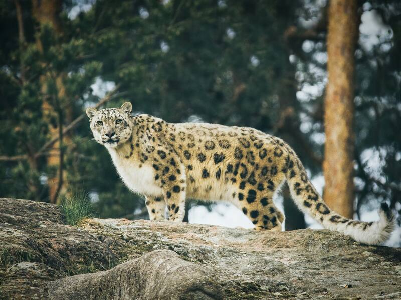 Snow Leopard Expedition